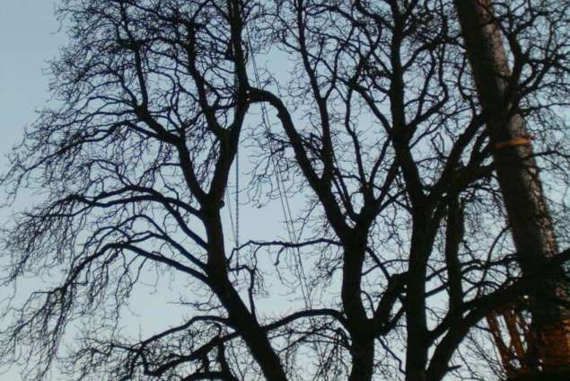 klimmend rooien van bomen met Stihl kettingzaag, hovenier Tilburg, wat zijn de kosten voor het verwijderen van bomen Eindhoven Waalre Son Nuenen Hilvarenbeek coniferen kappen
